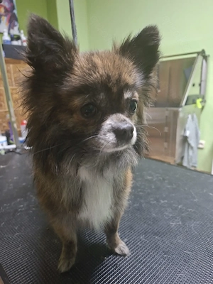 Chihuahua Deckrüde  Pepe    Langhaar Chocolate-Brindle   erfahren