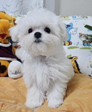 Wunderschöner kleinbleibender reinrassiger Malteser Welpe