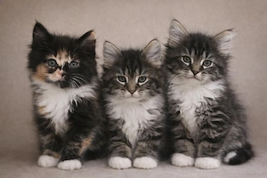Maine-Coon Kitten