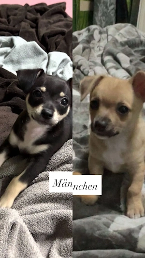 Chihuahua Welpen