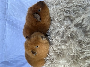 Meerschweinchen US Teddy Brüder