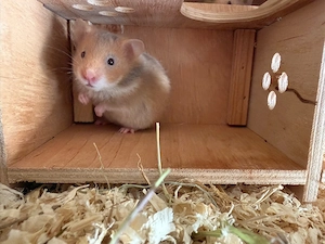 Goldhamsterbabys 4. Wochen alt 