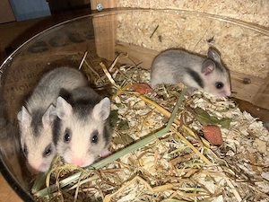 Goldhamsterbabys 5 Wochen alt  Bild 5