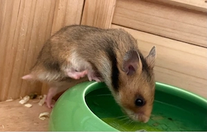 Goldhamsterbabys 4. Wochen alt 