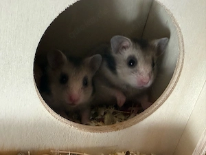 Goldhamsterbabys 5 Wochen alt  Bild 4