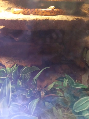 Blood Red kornnater top fit 