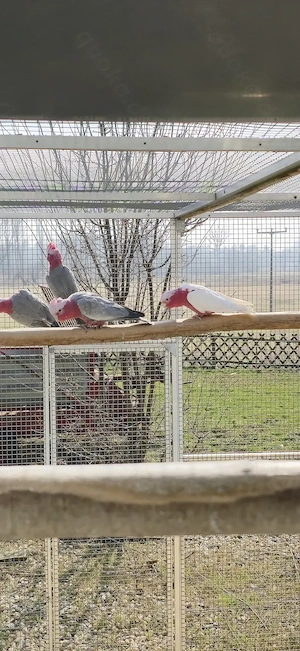 Rosakakadu spalt lutino von 2024