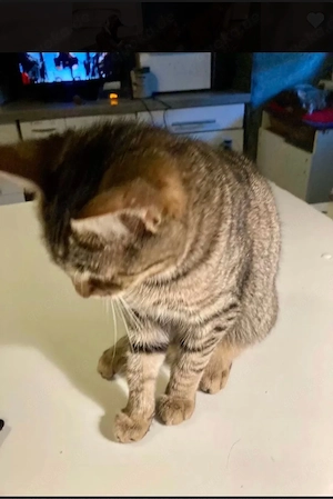 kitten 4 monate alt kater 