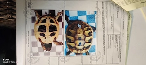 Griechische Landschildkröten 