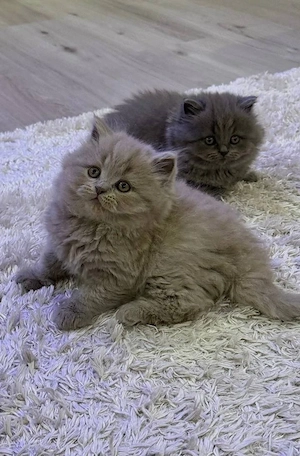 BKH und BLH kitten von Champion mit Stammbaum