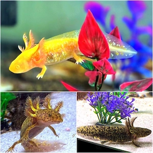 Axolotl Nachwuchs sucht ein liebevolles Zuhause