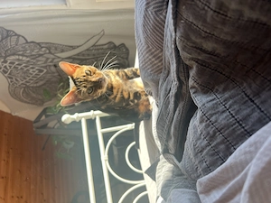 Bengalkatzen sheeted marble Schwestern