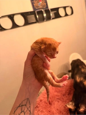 maine coon mix Kitten 