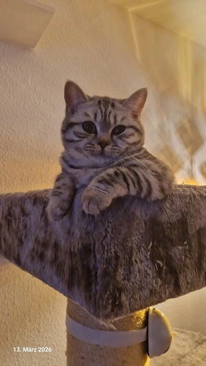 *Wunderschönes Kätzchen sucht ein neues Zuhause*