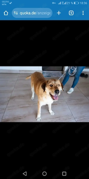 Ich verschenke meinen Hund