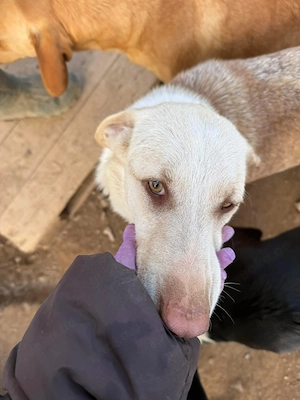 **LOKI** Mischling, ca. 2 Jahre, männlich, kastriert Bild 2