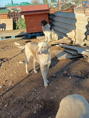 **LOKI** Mischling, ca. 2 Jahre, männlich, kastriert Bild 3