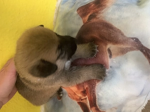 Welpen in gute Hände abzugeben 