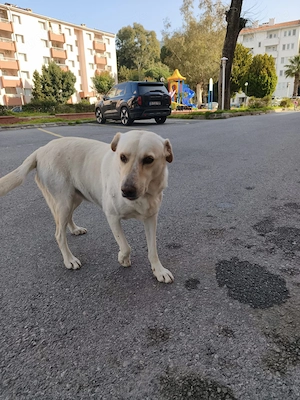 **LUNA**, Labrador Mix, ca 3 Jahre, weiblich kastriert