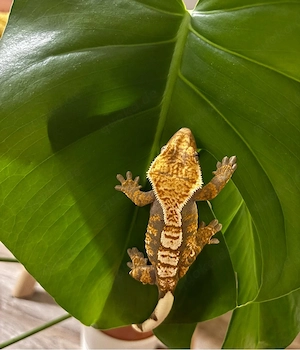 Kronengecko (Correlophus ciliatus)   Harlequin Pinstripe