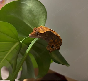 Kronengecko (Correlophus ciliatus)   Flame   Harlequin