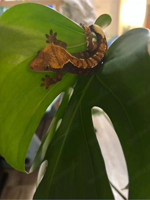 Kronengecko (Correlophus ciliatus)   Flame   Harlequin Bild 8