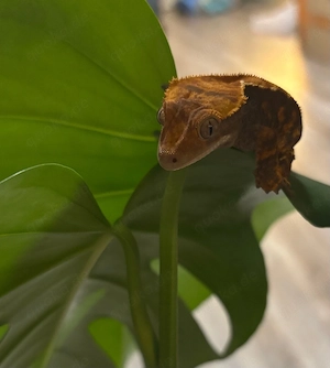 Kronengecko (Correlophus ciliatus)   Flame   Harlequin Bild 7