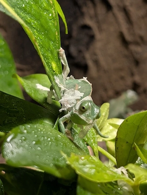 Jemenchamäleon *Chamaeleo calyptratus* Weibchen  Bild 3