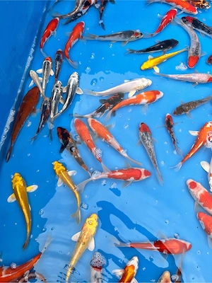 Koi Fische 