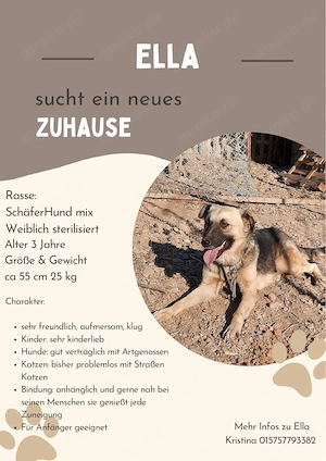 **ELLA**, Schäferhund-Mix, ca.3 Jahre alt, weiblich kastriert