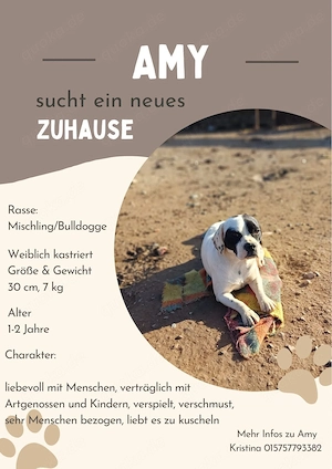 **AMY**, ca 1,5 Jahre, French-Bully-Mix, weiblich kastriert