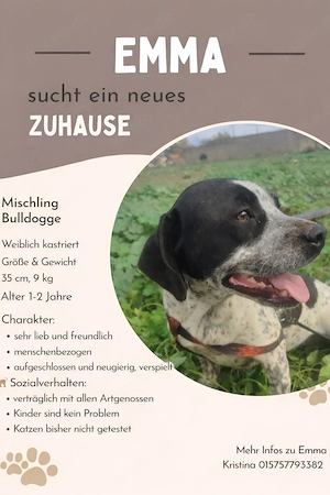 **EMMA** ca. 1,5 Jahre, French-Bulldogg-Mix, weiblich kastriert