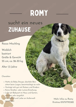 **ROMY** Mischling, ca 1,5 Jahre, weiblich kastriert