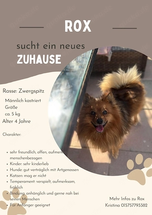 **ROX** Zwergspitz, ca 4 Jahre, männlich kastriert