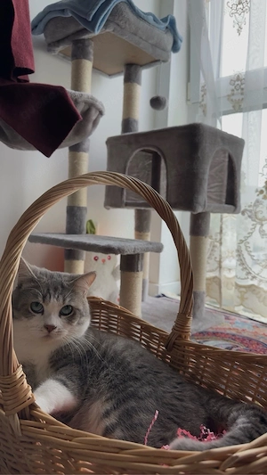 Britisch kurzhaar Katze 