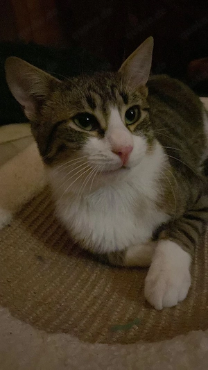 Zuhause gesucht für Findus & Muffin 