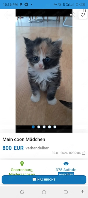 Katzenraste: Maine Coon Altersgruppe: Kätzchen