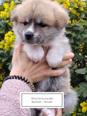 Japanische Akita Inu Welpen   6 Welpen aus liebevoller Zucht, Serbien