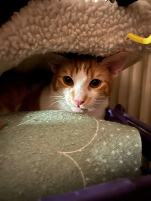 Zuhause gesucht für Lefteris 