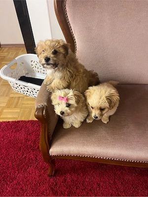 Bichon-Welpen 750 heute  VB