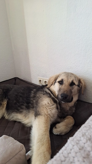 Zuhause gesucht für Suki