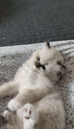   Süße Ragdoll Katze sucht ein liebevolles Zuhause  