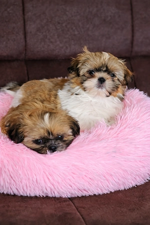 Shih-tzu Welpen 
