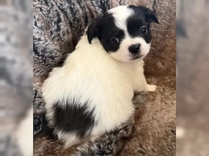 Reinrassige Chihuahua-Welpen zur Adoption   liebevolle Zuhause gesucht   