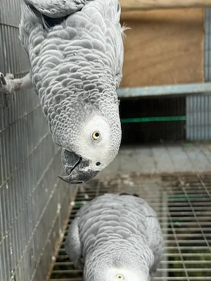 Graupapageien Bild 3