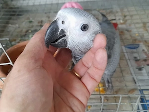 Graupapageien Bild 4