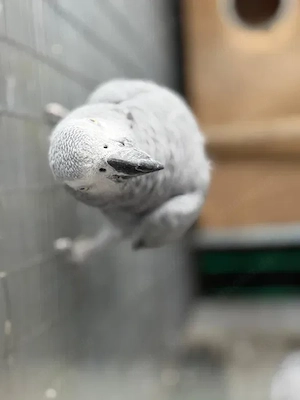 Graupapageien Bild 2