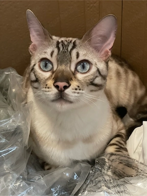  Reinrassiger Bengal Kater (3 Jahre) sucht liebevolles Zuhause   