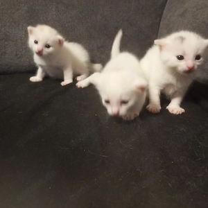 Türkische van Babys 