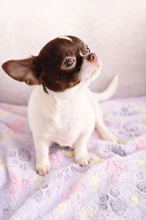 Chihuahua reinrassige Junge mit Stammbaum